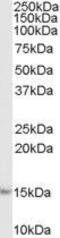 AIF1 antibody, GTX89048, GeneTex, Western Blot image 