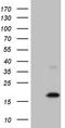 Matrix Gla protein antibody, TA806528S, Origene, Western Blot image 