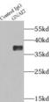 G Protein Subunit Alpha I2 antibody, FNab03532, FineTest, Immunoprecipitation image 