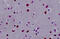 Synaptotagmin Binding Cytoplasmic RNA Interacting Protein antibody, MBS248388, MyBioSource, Immunohistochemistry frozen image 
