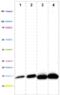 NADH:Ubiquinone Oxidoreductase Subunit B6 antibody, ab110244, Abcam, Western Blot image 