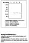 Mitogen-Activated Protein Kinase Kinase 3 antibody, LS-C62122, Lifespan Biosciences, Western Blot image 