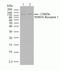 Glutamate Ionotropic Receptor AMPA Type Subunit 1 antibody, 700685, Invitrogen Antibodies, Western Blot image 