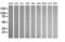 Aldehyde Dehydrogenase 1 Family Member A3 antibody, LS-C172937, Lifespan Biosciences, Western Blot image 