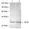 Prohibitin antibody, LS-C203046, Lifespan Biosciences, Western Blot image 