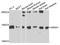 SS Nuclear Autoantigen 1 antibody, A7944, ABclonal Technology, Western Blot image 