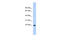 CD40 Molecule antibody, 25-731, ProSci, Western Blot image 