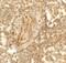 Lysine Demethylase 1A antibody, GTX31950, GeneTex, Immunohistochemistry paraffin image 