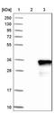 Family With Sequence Similarity 167 Member A antibody, NBP1-91236, Novus Biologicals, Immunohistochemistry frozen image 