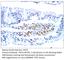 Olfactory guanylyl cyclase GC-D antibody, PGCD-401AP, FabGennix, Immunohistochemistry paraffin image 