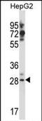 GSG1 Like antibody, PA5-71843, Invitrogen Antibodies, Western Blot image 