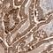 Tripartite Motif Containing 41 antibody, NBP1-81227, Novus Biologicals, Immunohistochemistry frozen image 