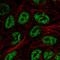 IKAROS Family Zinc Finger 2 antibody, PA5-63670, Invitrogen Antibodies, Immunofluorescence image 