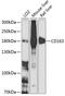 CD163 antibody, 23-546, ProSci, Western Blot image 