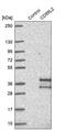 CD99 Molecule Like 2 antibody, PA5-58538, Invitrogen Antibodies, Western Blot image 