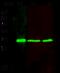 VAMP Associated Protein B And C antibody, 10754-R208, Sino Biological, Western Blot image 