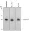 Complexin 2 antibody, AF5085, R&D Systems, Western Blot image 