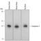 Complexin 2 antibody, AF5085, R&D Systems, Western Blot image 