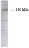 Janus Kinase 2 antibody, MBS395346, MyBioSource, Western Blot image 