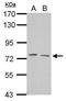 Grainyhead Like Transcription Factor 2 antibody, GTX109410, GeneTex, Western Blot image 