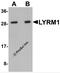 LYR motif-containing protein 1 antibody, 5659, ProSci, Western Blot image 