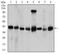 Protein Phosphatase, Mg2+/Mn2+ Dependent 1A antibody, MA5-17154, Invitrogen Antibodies, Western Blot image 