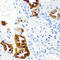 Cystatin SN antibody, A05560-2, Boster Biological Technology, Immunohistochemistry frozen image 