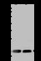 Mitochondrial Ribosomal Protein L20 antibody, 203671-T44, Sino Biological, Western Blot image 