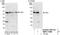Recepin antibody, NBP1-71896, Novus Biologicals, Western Blot image 