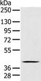 Fc Fragment Of IgM Receptor antibody, PA5-50408, Invitrogen Antibodies, Western Blot image 