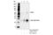 Squalene Epoxidase antibody, 40659S, Cell Signaling Technology, Immunoprecipitation image 