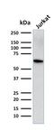 CD5 Molecule antibody, GTX18024, GeneTex, Western Blot image 