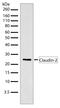 Claudin 2 antibody, 710221, Invitrogen Antibodies, Western Blot image 