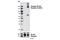 Colony Stimulating Factor 1 Receptor antibody, 3406S, Cell Signaling Technology, Western Blot image 