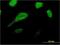 Nucleoporin GLE1 antibody, H00002733-M03, Novus Biologicals, Immunofluorescence image 