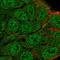 Cysteine protease ATG4B antibody, HPA069803, Atlas Antibodies, Immunocytochemistry image 