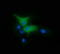 Protein Tyrosine Kinase 2 antibody, LS-C174723, Lifespan Biosciences, Immunofluorescence image 