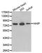 Hedgehog Interacting Protein antibody, LS-C332449, Lifespan Biosciences, Western Blot image 