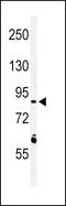 Leucine Rich Repeat Neuronal 3 antibody, LS-C165894, Lifespan Biosciences, Western Blot image 