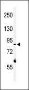 Leucine-rich repeat neuronal protein 3 antibody, LS-C165894, Lifespan Biosciences, Western Blot image 