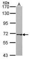 Poly(A) Binding Protein Cytoplasmic 3 antibody, PA5-22349, Invitrogen Antibodies, Western Blot image 