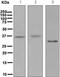 Stanniocalcin-1 antibody, TA311078, Origene, Western Blot image 