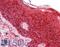 Calmodulin-like protein 5 antibody, LS-B15169, Lifespan Biosciences, Immunohistochemistry paraffin image 