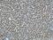 Transmembrane Protein 70 antibody, 60195-1-Ig, Proteintech Group, Immunohistochemistry paraffin image 