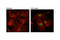 HIF1-alpha antibody, 79233T, Cell Signaling Technology, Immunocytochemistry image 