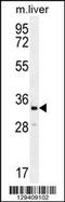 Clavesin 2 antibody, 55-826, ProSci, Western Blot image 