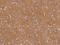 Synaptic Vesicle Glycoprotein 2B antibody, 206872-T08, Sino Biological, Immunohistochemistry frozen image 