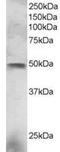 ESE-1 antibody, MBS420518, MyBioSource, Western Blot image 