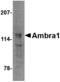 Autophagy And Beclin 1 Regulator 1 antibody, LS-C53123, Lifespan Biosciences, Western Blot image 