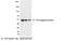 V5 epitope tag antibody, 18868, QED Bioscience, Western Blot image 